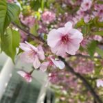 代々木　鍼灸　桜