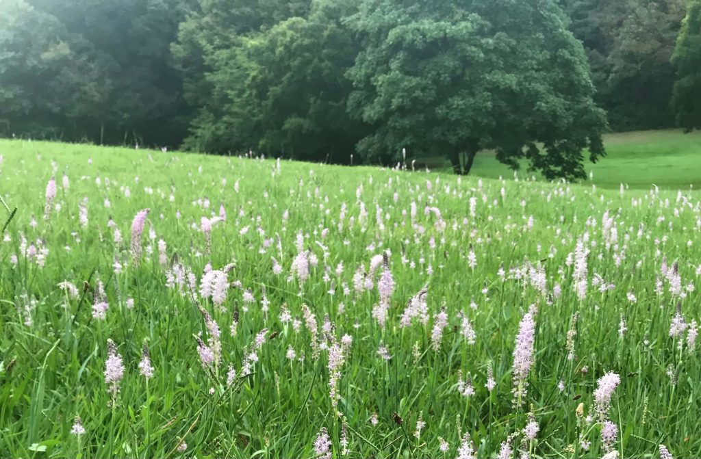 秋の野原に咲く淡いピンク色の花と緑の木々