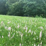 秋の野原に咲く淡いピンク色の花と緑の木々